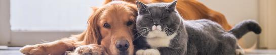 Dieren